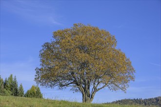 Meadow and single tree