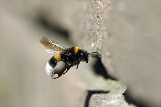 Ground bumblebee