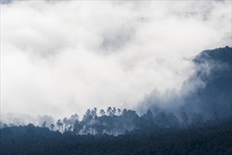 Clouds of mist in the forest