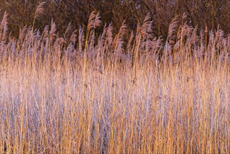 Reeds on the shore of Lake Duemmer