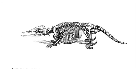 Skeleton of the platypus
