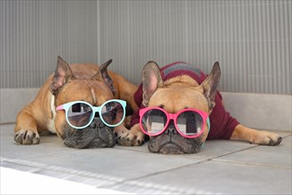 Two funny brown small French Bulldog dogs lying relaxed in shade in summer wearing colorful sunglasses for children