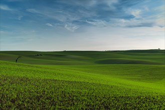 A wonderful panorama of beautifully undulating green Moravian fields with a lonely tree and an islet. Czech Republic