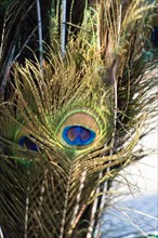Beautiful bird feathers for decorative purposes