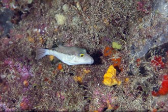 Macaronesian pointed pufferfish