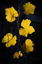 Autumnal yellow coloured vine leaves