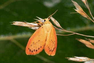 Rosy Footman Moth with closed wings hanging on brown stalk from behind