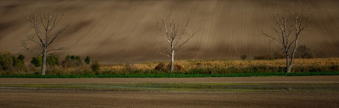 A very large panorama of beautifully undulating plowed Moravian fields with lonely trees at the golden hour. Czech republic