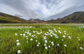 Green meadow with cotton grass in front of rhyolite mountains