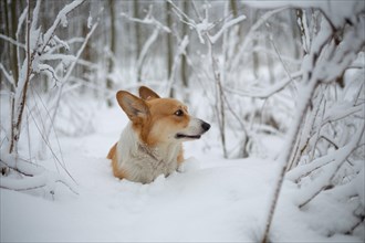 Welsh Corgi Pembroke dog in winter scenery Happy dog in the snow