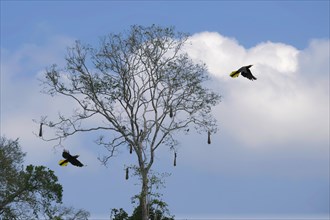 Crested oropendola flying under nesting tree in Amazon Tropical Rain Forest