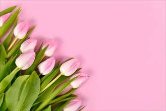 Tulip spring flowers with pink tips in corner of pink background with copy space