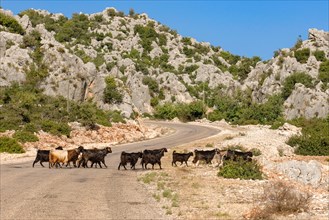 Wild herd of goats crossing remote small country road