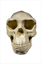Replica of skull of Peking Man