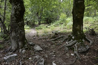 Hiking trail through the forest to Qafa e Valbones