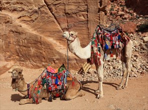 Riding camels