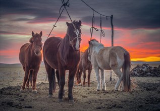 Horses at the tethering post at sunset. Dornod Province