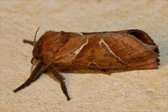 Dock root borer Butterfly with closed wings sitting on stone slab looking left