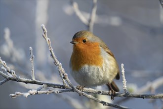 European robin