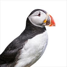 Atlantic puffin