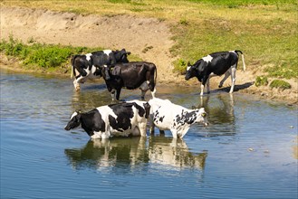 Cows bathing in the river Lippe in summer near Heessen