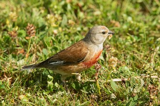 Linnet with food in beak standing in green grass seen right
