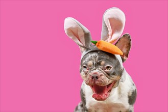 Funny French Bulldog dog with mouth wide open wearing easter bunny costume eras on pink background with copy space
