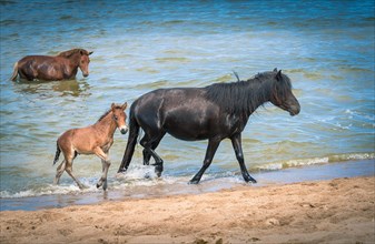 Horse family at Buir Lake. Dornod Province. Mongolia