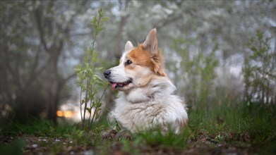 Welsh Corgi Pembroke posing against the background of a blooming wild apple tree. Spring