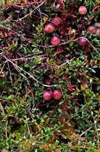 Small cranberry