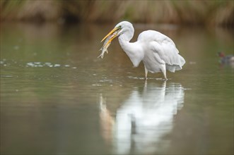 A large egret
