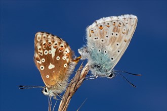 Silver-green blue butterfly males and females mating with closed on brown stalk sitting different seeing in front of blue sky
