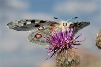 Apollo butterfly with open wings sitting on purple flower sucking from front looking in front of blue sky with white clouds