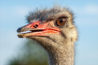 Portrait of a female ostrich on a breeding farm. Alsace