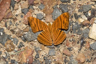 Indomalaya butterfly