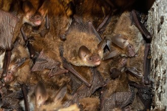 Bechsteins bat some animals hanging in bird nesting box looking in