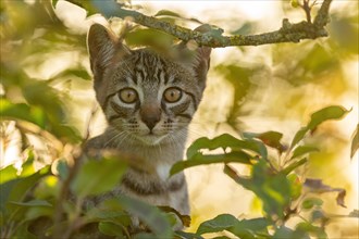 European domestic cat