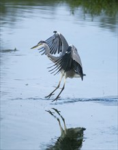 Landing Grey Heron
