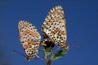 Red fritillary butterfly male and female with closed wings mating sitting on green leaves seeing different against blue sky
