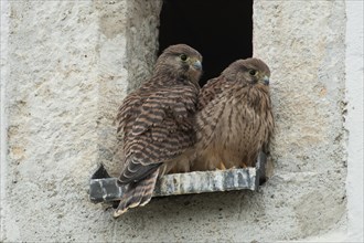 Kestrel two fledglings sitting side by side in opening of church tower seen from behind and from the front on the right