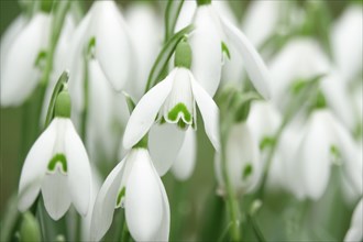 Meadow with delicate snowdrops
