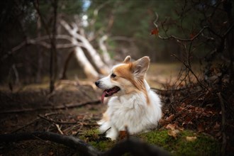 A Welsh Corgi Pembroke dog sitting in the woods. In the forest