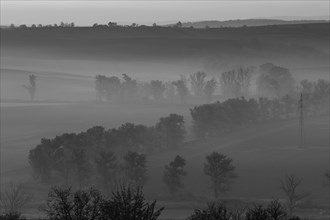 Beautiful Moravian fields with avenues of trees shrouded in morning fog. Czech Republic