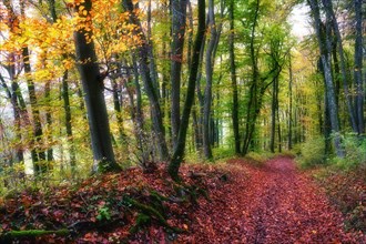 Autumn leaves on forest path