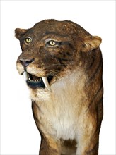 Close up of Smilodon