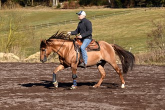 Trainer training a stallion of the American Quarter Horse breed at a gallop in a riding arena