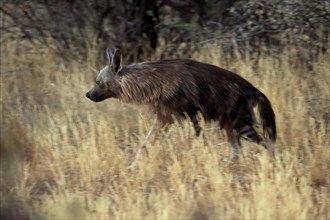 Sable hyena