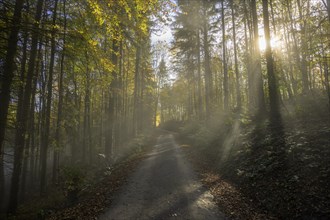 Foggy atmosphere in the forest with forest road