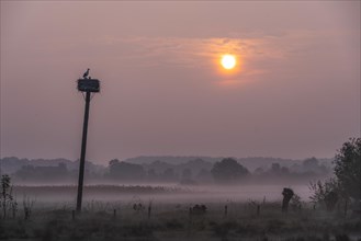 Sunrise in the Disselmersch nature reserve in the Lippe meadows with storks nest