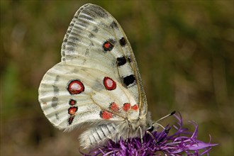 Apollo butterfly with closed wings sitting on purple flower sucking right looking